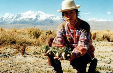 Maca Peruana e seus benefícios – Como consumir (cápsulas e sucos)